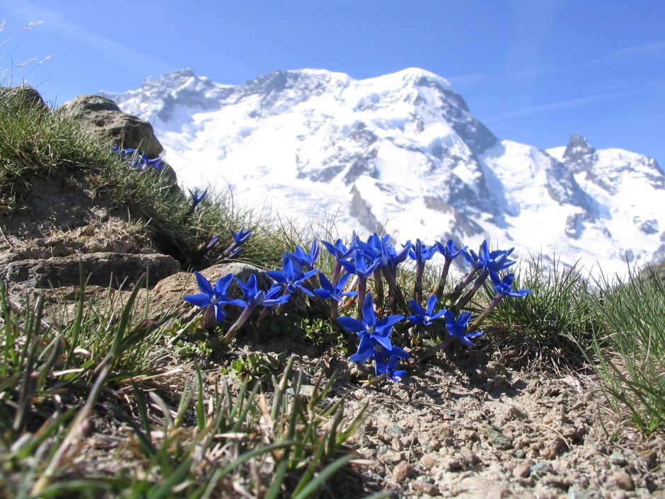 Гора Белуха горный Алтай Цветущий