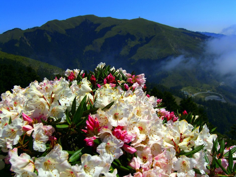 Эдельвейс горный Алтай цветок