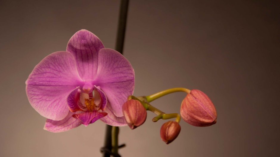 Орхидея фаленопсис Морелия