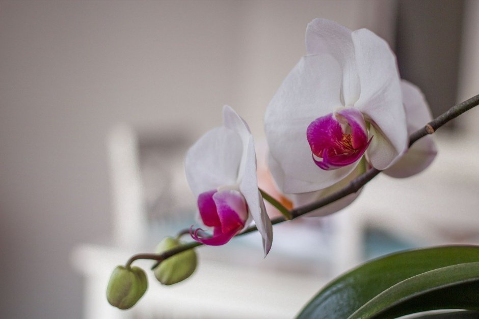 Орхидея черно белая