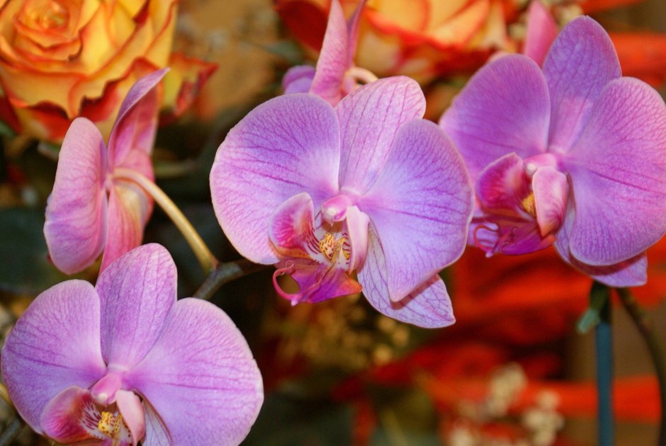 Орхидея мелисса фаленопсис