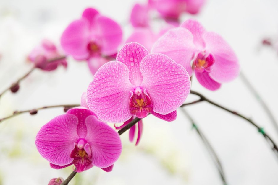 Орхидея Фрагранс