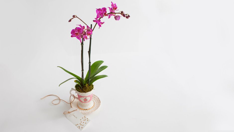 Цветок Орхидея фуксия
