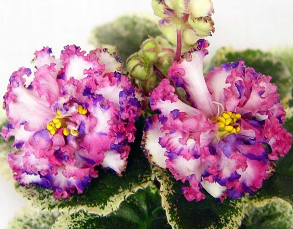 Viola Tricolor иллюстрация Ботаническая