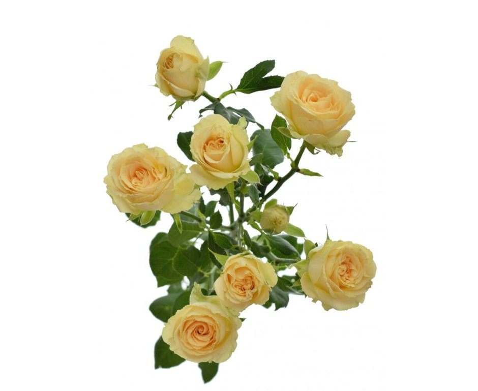 Роза куст Салинеро