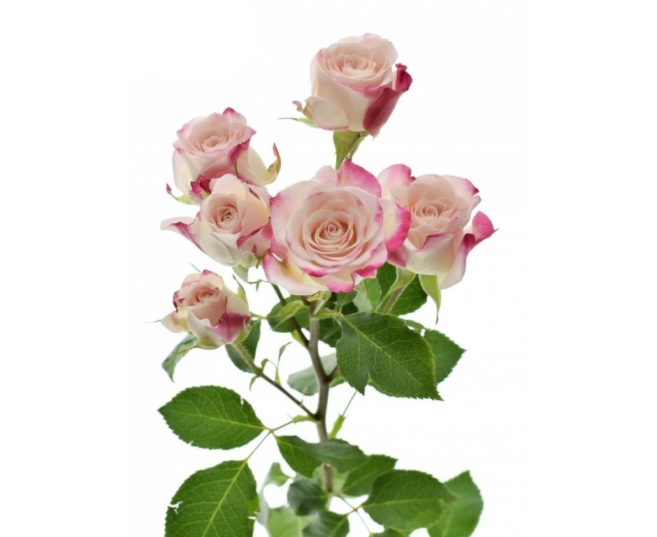 Роза кустовая саммер Роуз
