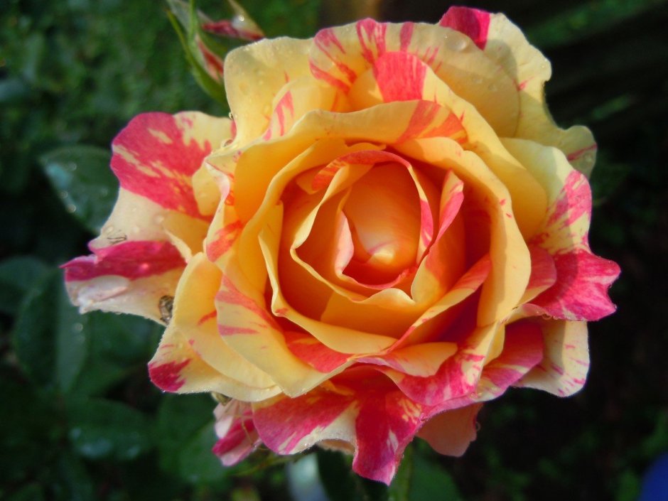 Роза флорибунда Мэджик