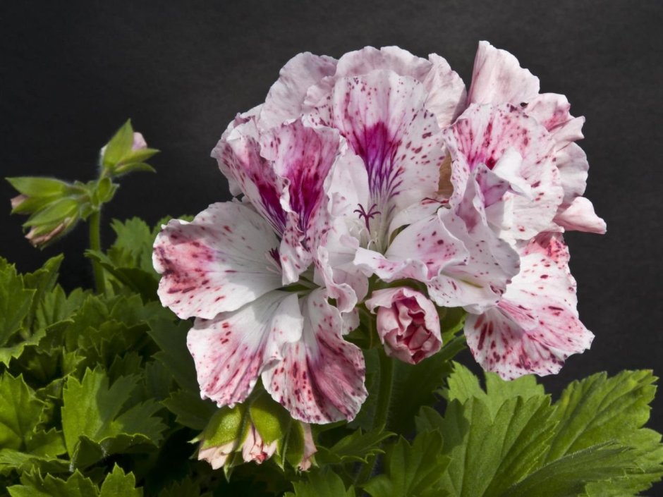 Пеларгония Королевская Regal Pelargonium