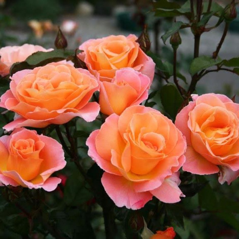 Роза чайно гибридная Rosemary Harkness