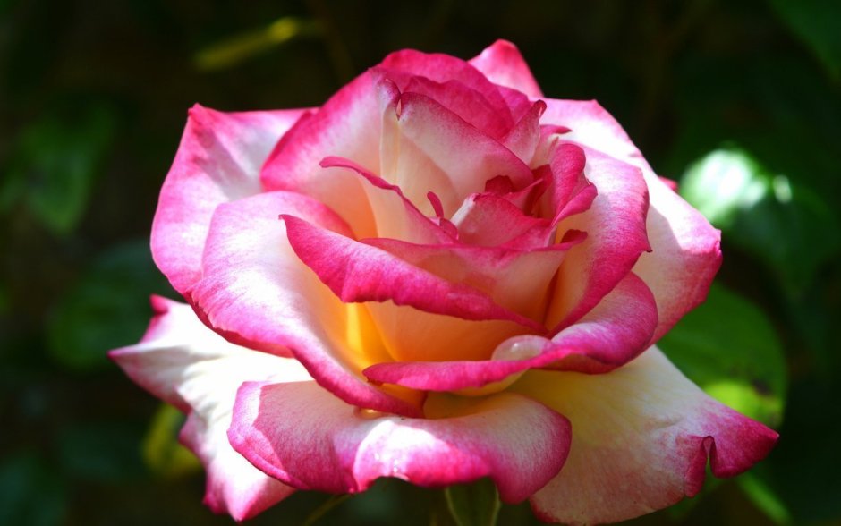 Роза шокинг Версилия чайно-гибридная