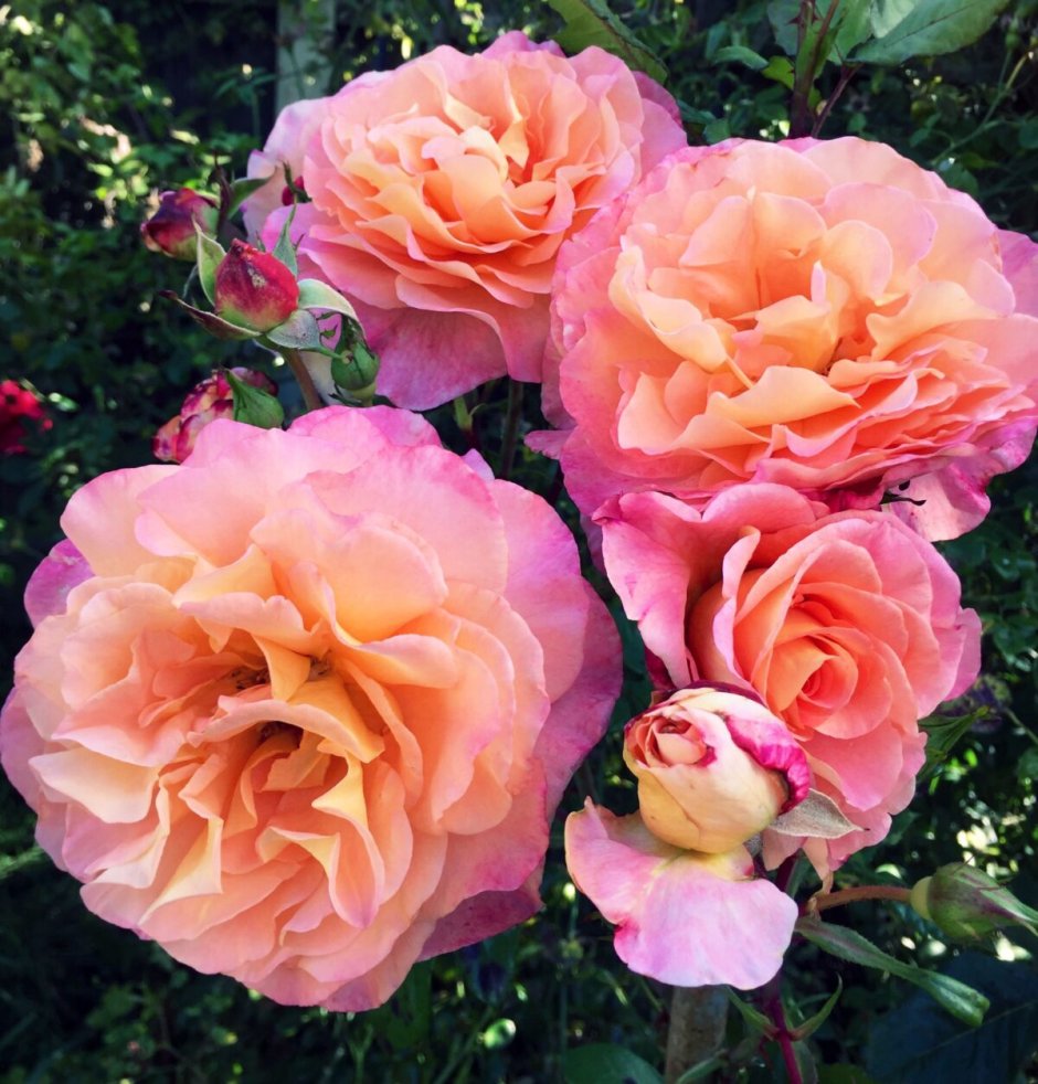 Роза чайно-гибридная (Rosa Exotica