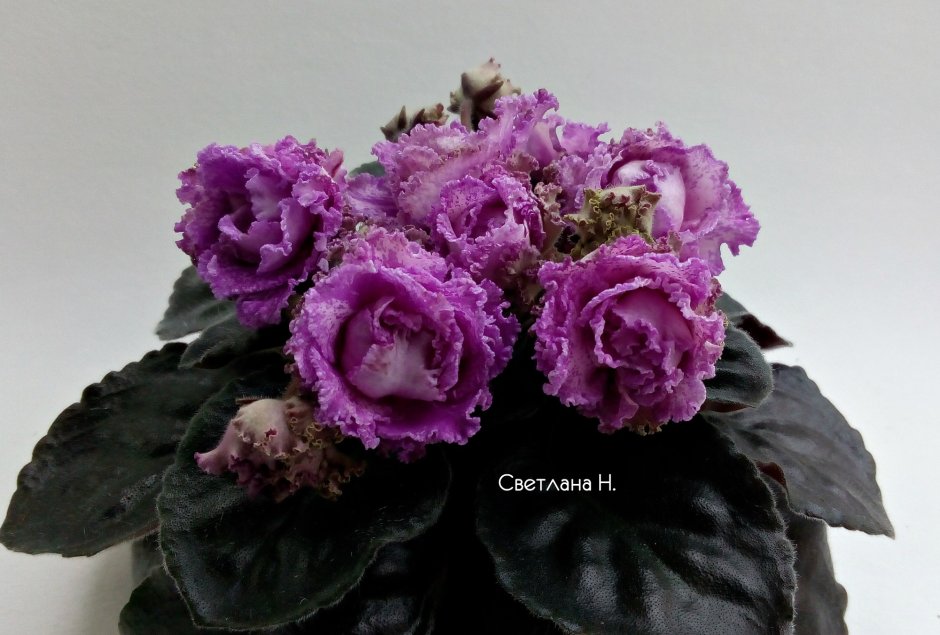 Фиалка Dark Purple