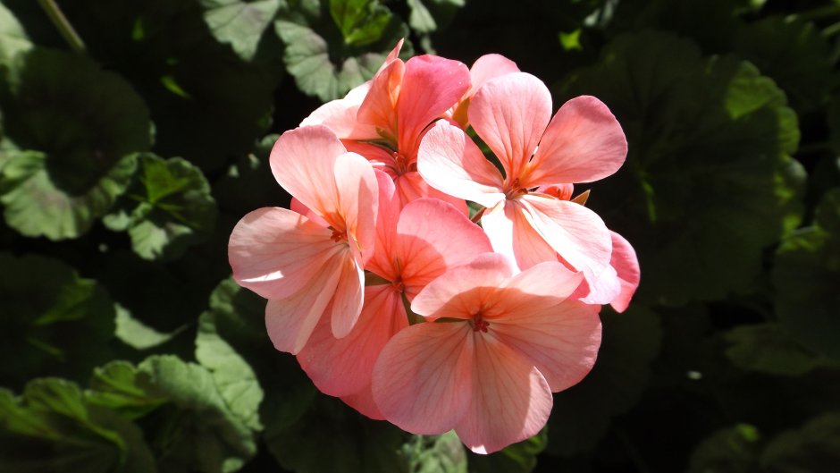 Герань розовая с цветками бутонами