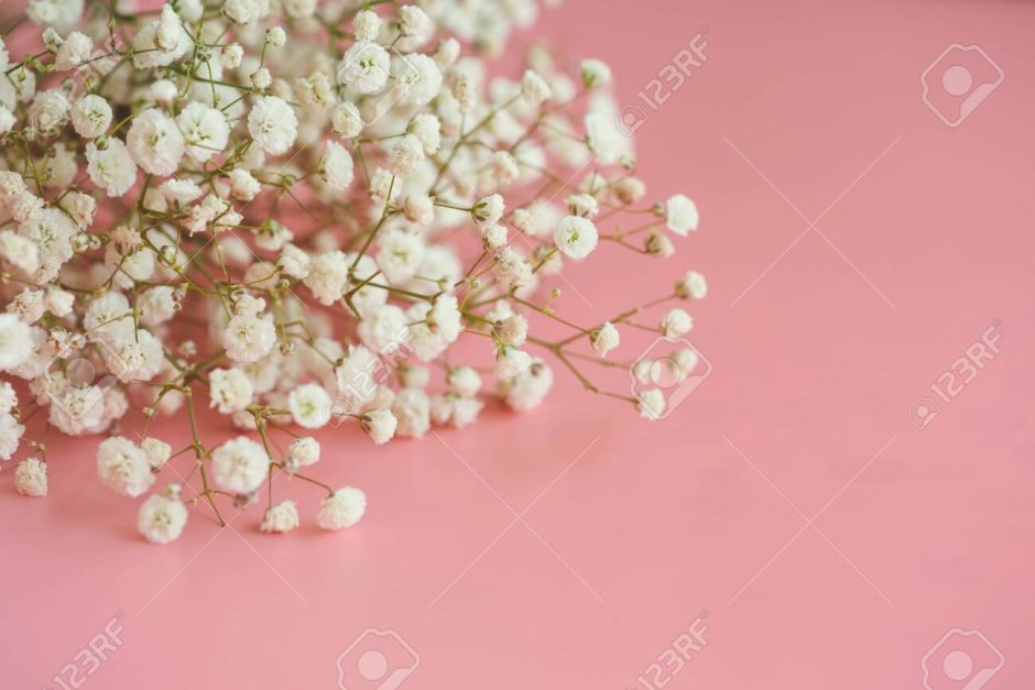 Гипсофила розовая и белая