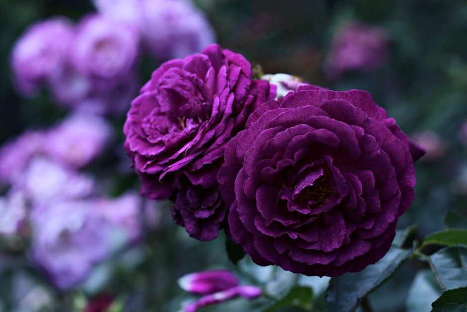Роза пурпур Лодж