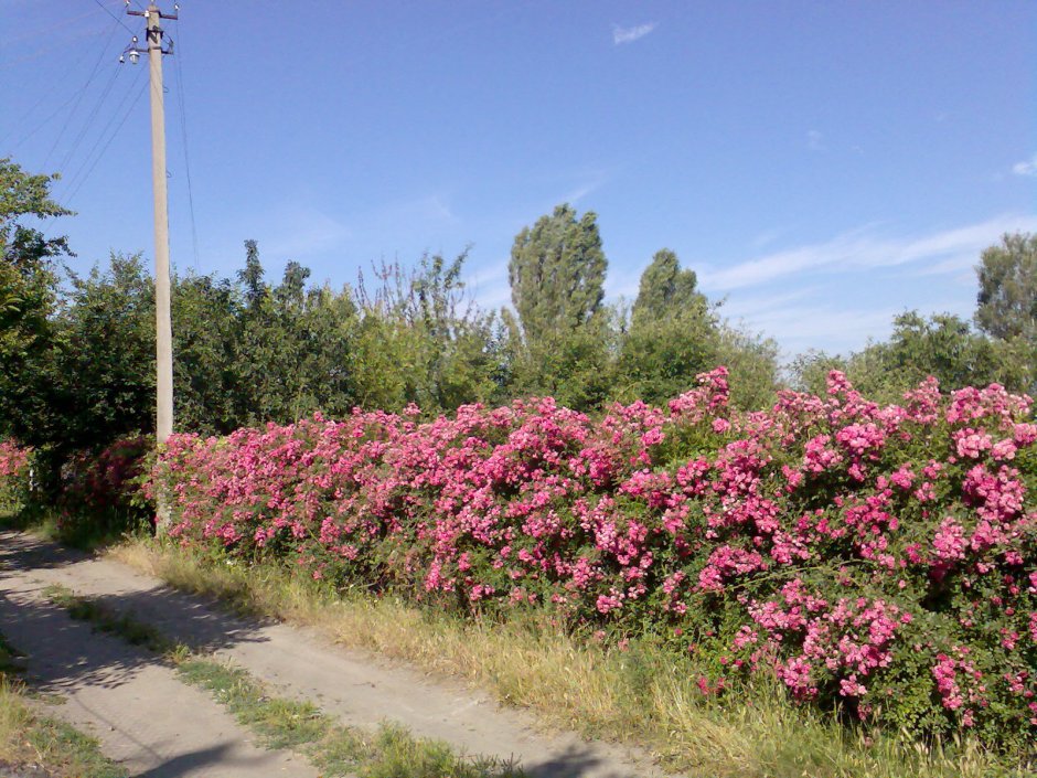 Роза Парковая Роуз Гарден