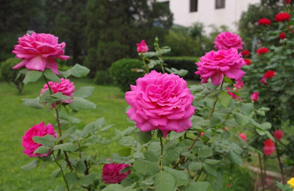 Цветы розы садовые