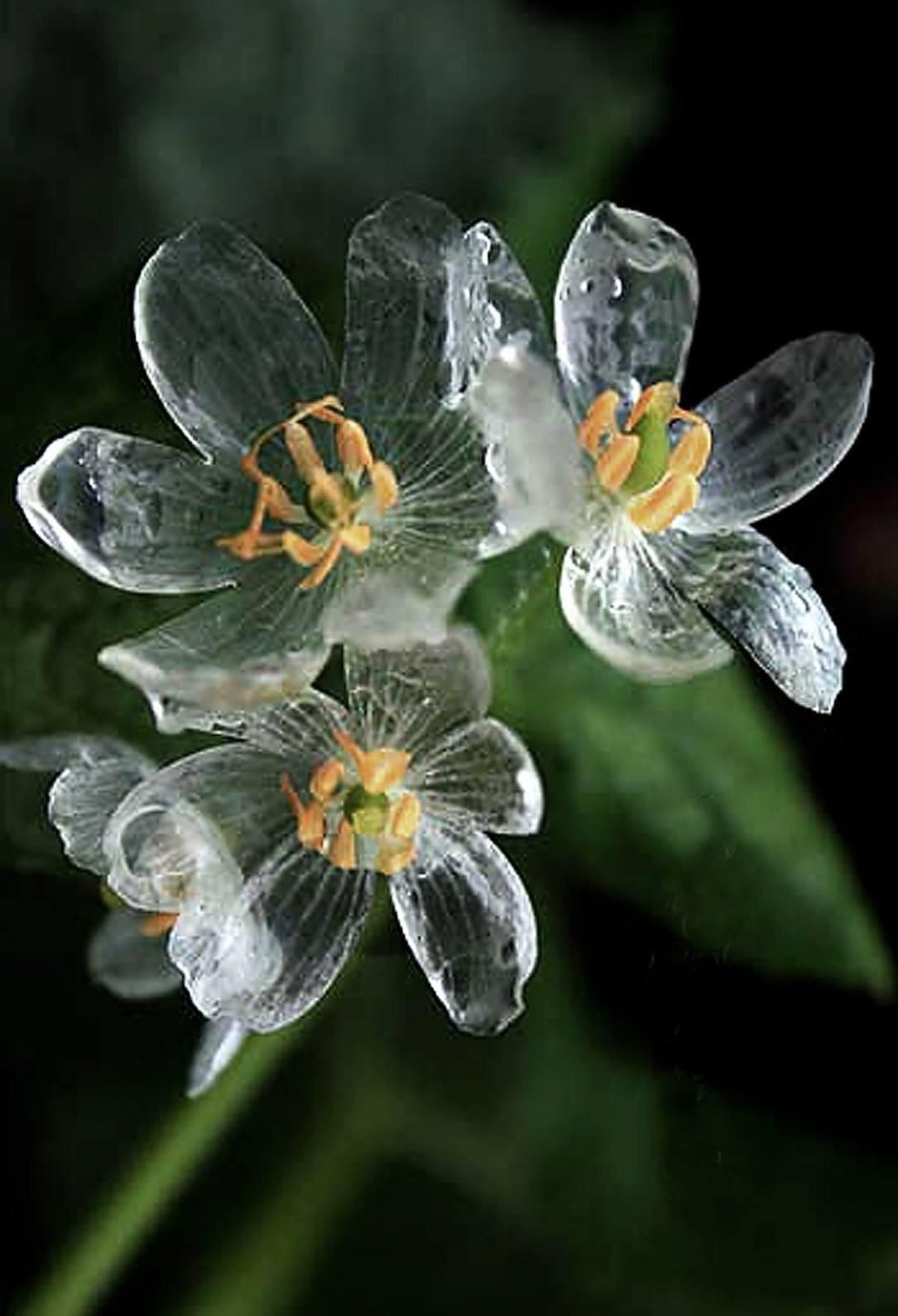 Двулистник (Skeleton Flower)