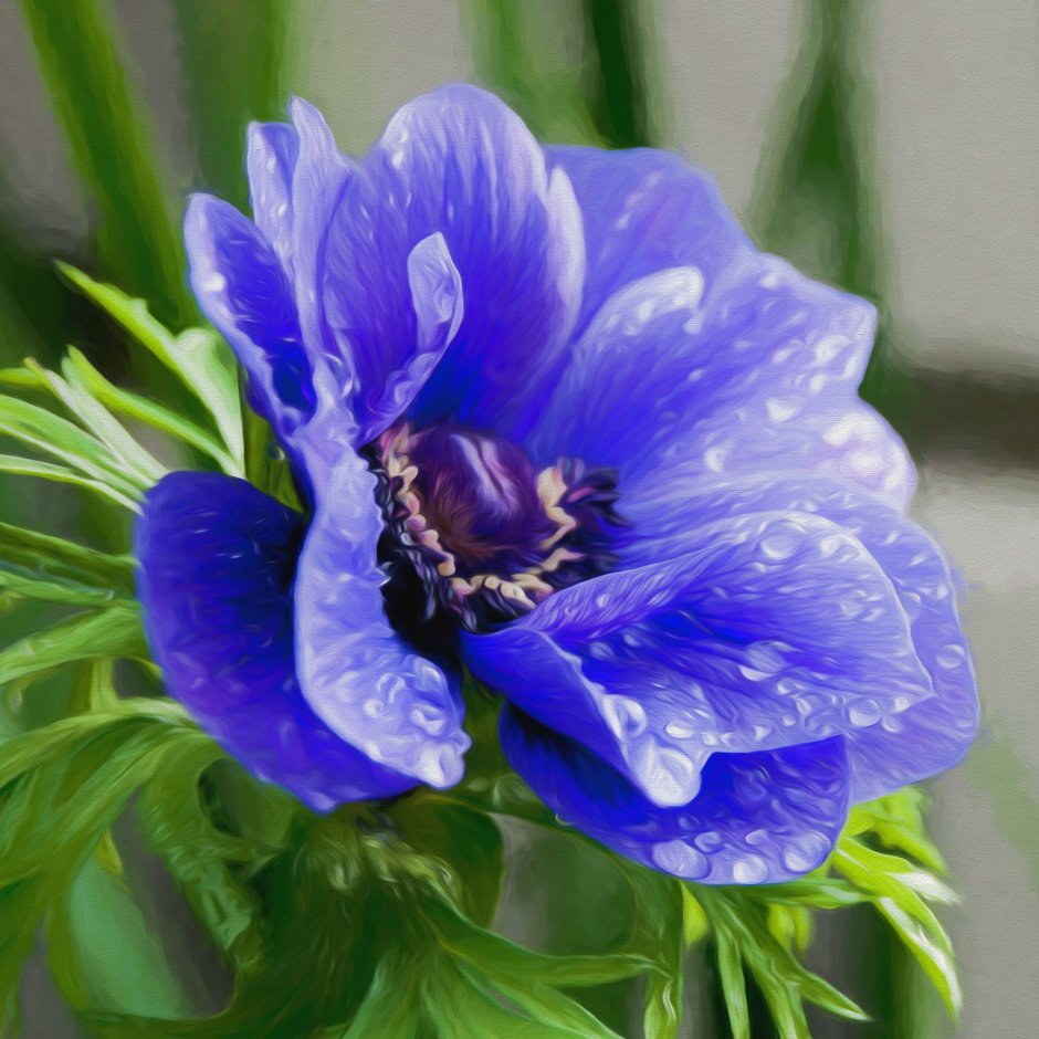 Anemones цветы синие