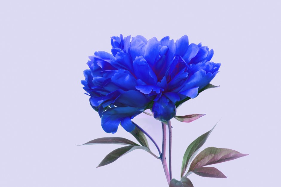 Цветы пионы голубые