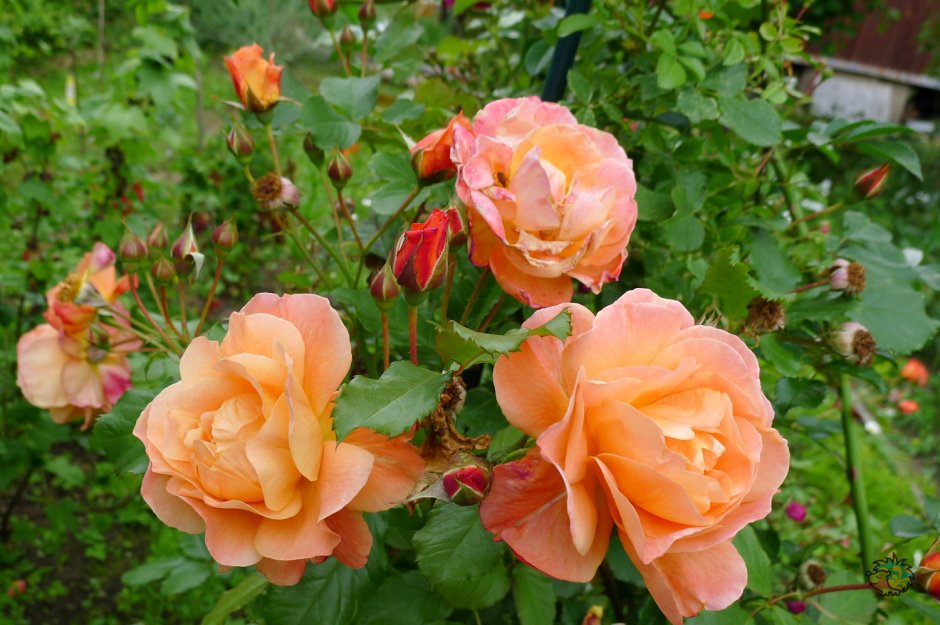 Роза грандифлора Westerland