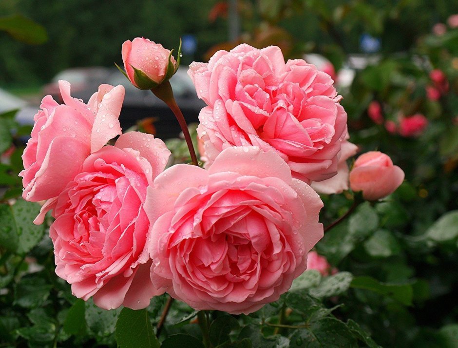 Роза Парковая розовая