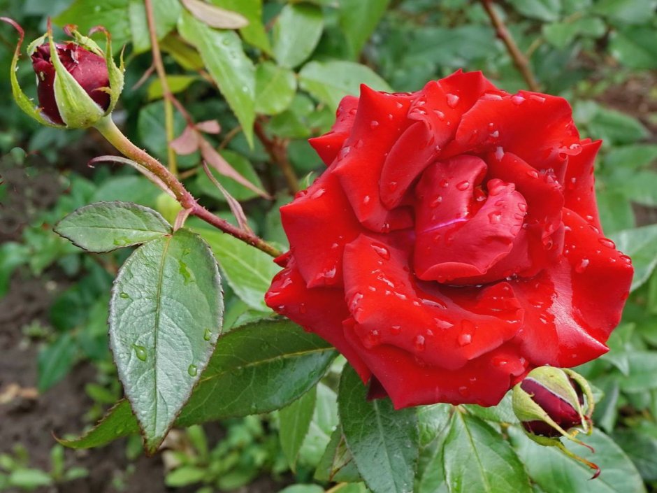 Роза Парковая красная