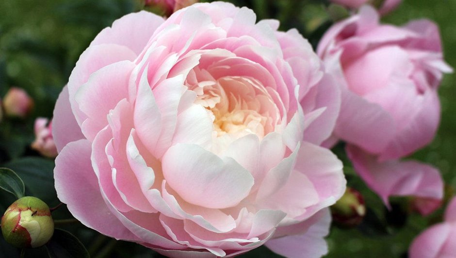 Peony belye Nochi пион