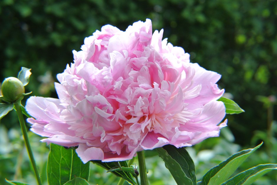 Paeonia Роланд