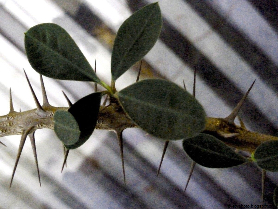 Растение с колючками на листьях