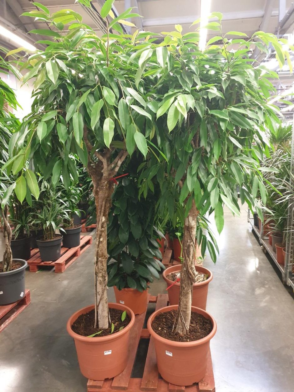 Ficus maclellandii ‘Alii variegated’