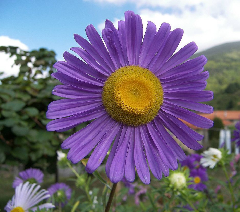 Астровые (Asteraceae)