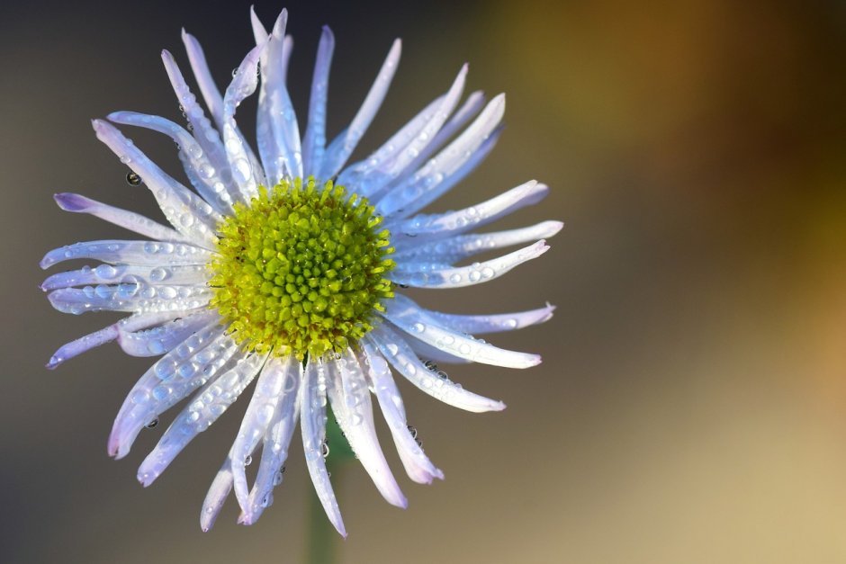 Compositae (Asteraceae) - Сложноцветные