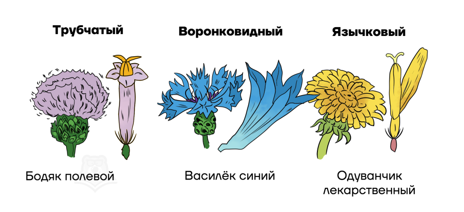 Диаграмма цветка сложноцветных