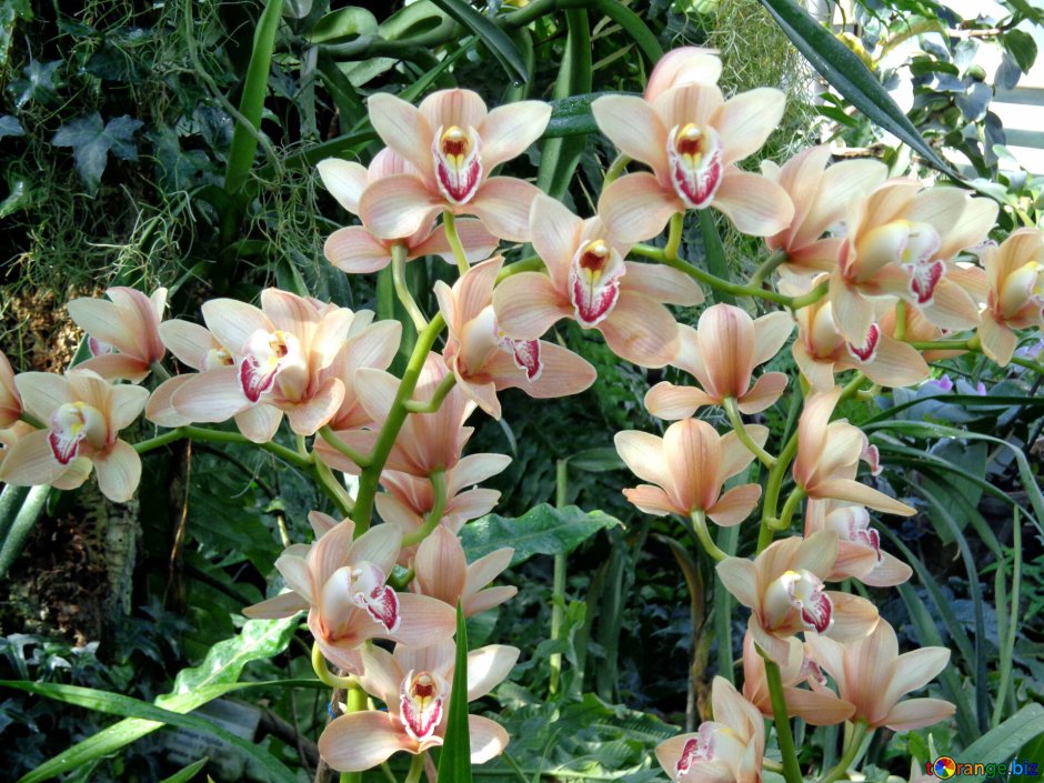 Трициртис (Садовая Орхидея) Пурпл