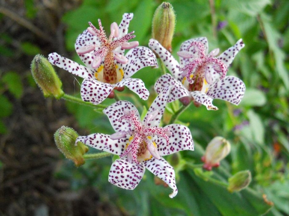 Орхидея башмачок крупноцветковый