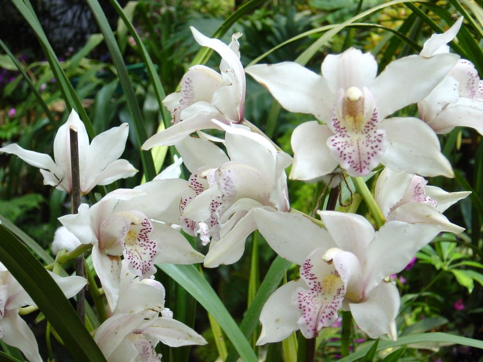 Орхидея садовая многолетняя