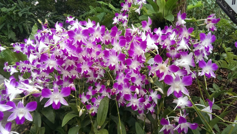 Многолетняя Орхидея Орхидея Садовая