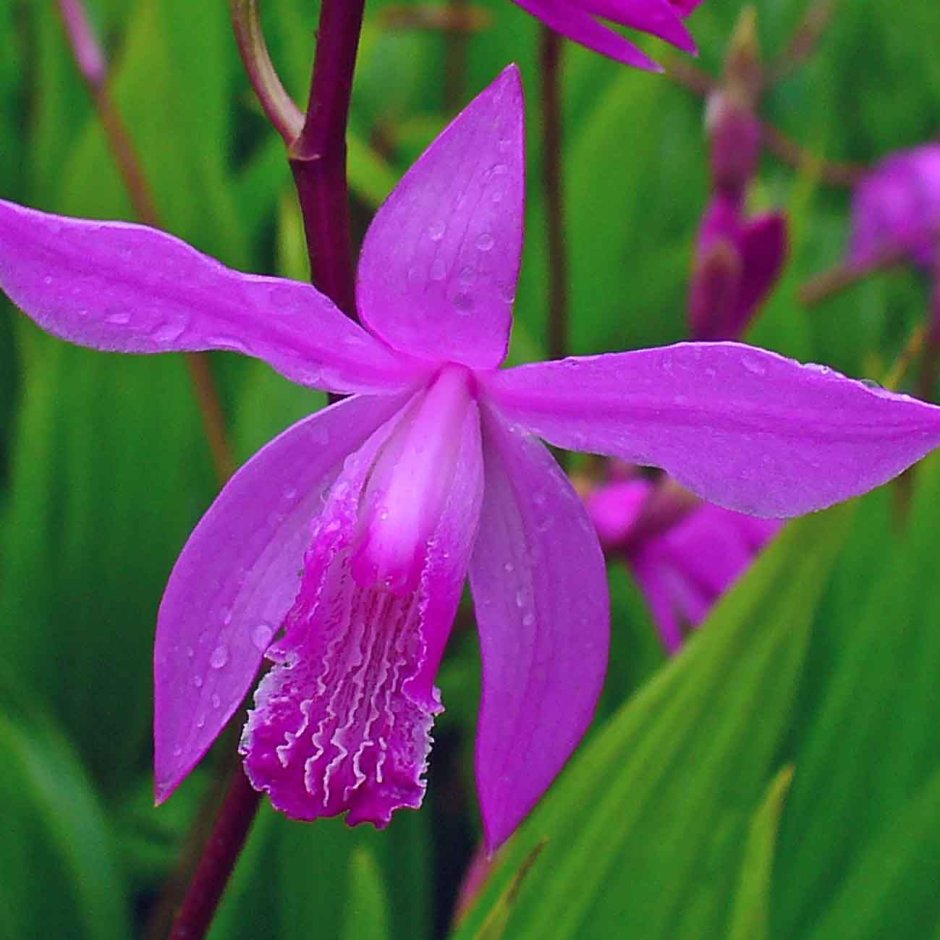 Орхидея Блетилла полосатая