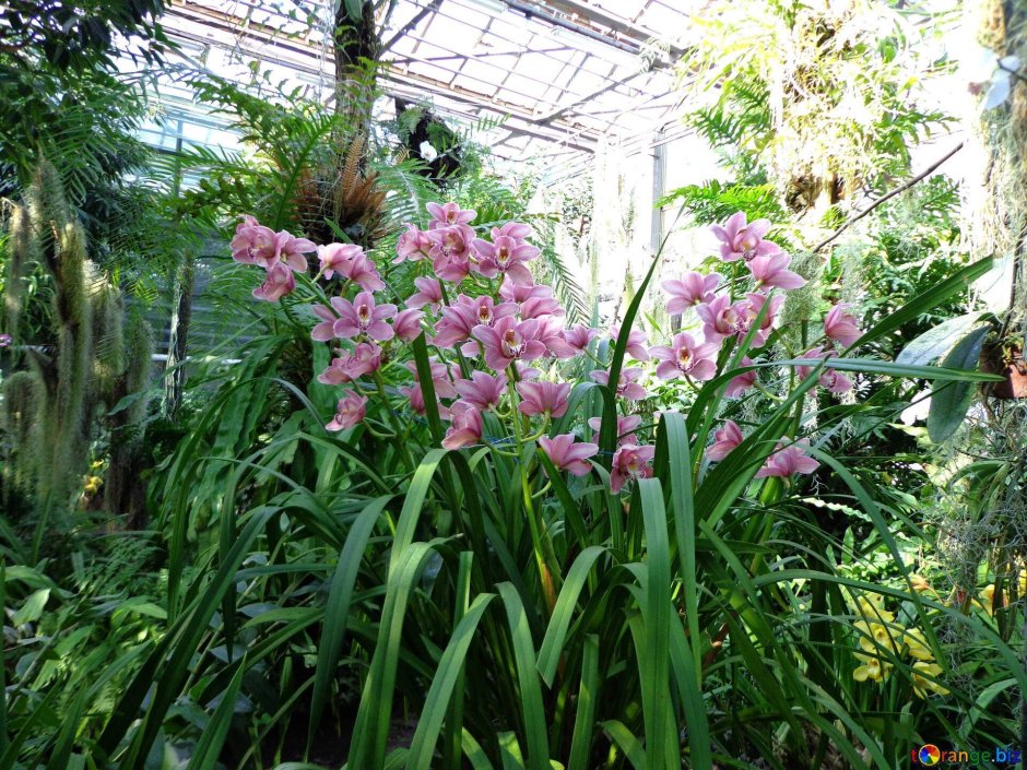Луковицы садовых орхидей