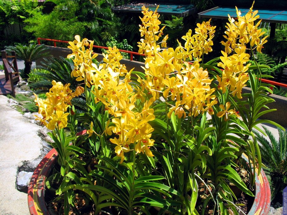 Садовая Орхидея фото