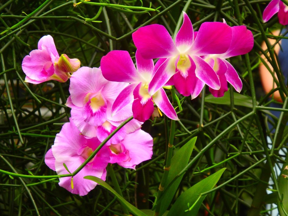 Парк орхидей в Гуанчжоу