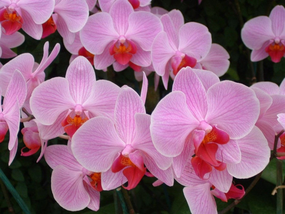 Орхидея Садовая многолетняя