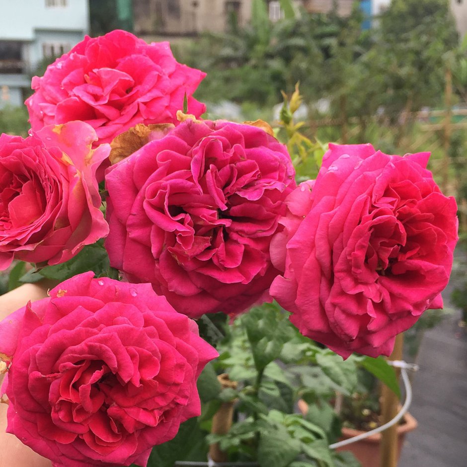 A man gives a woman a Bouquet of Red Roses Valentines Day