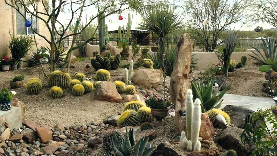 Суккуленты и кактусы сад камней