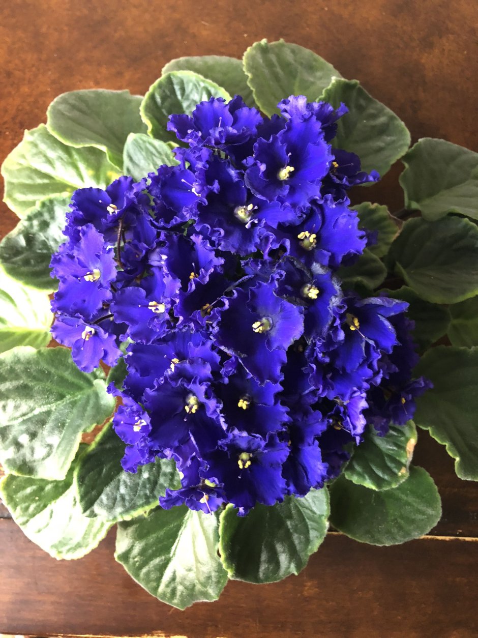 Фиалка African Violet