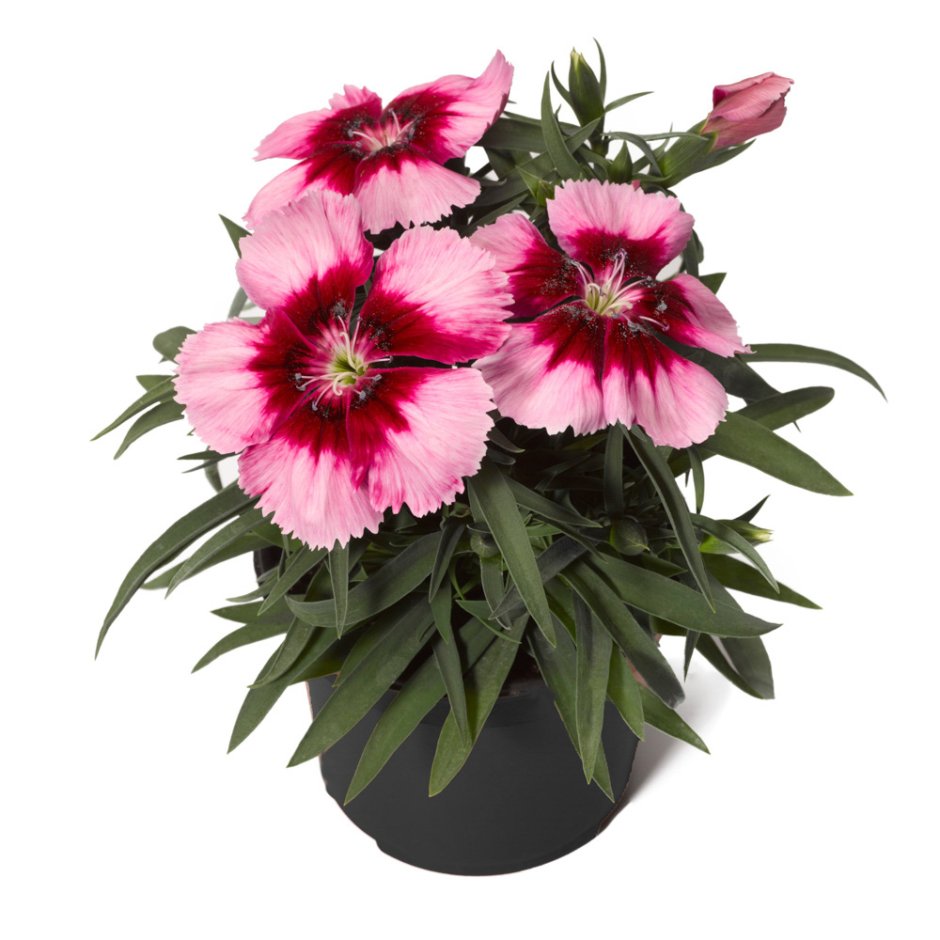 Гвоздика Dianthus Diana Mix