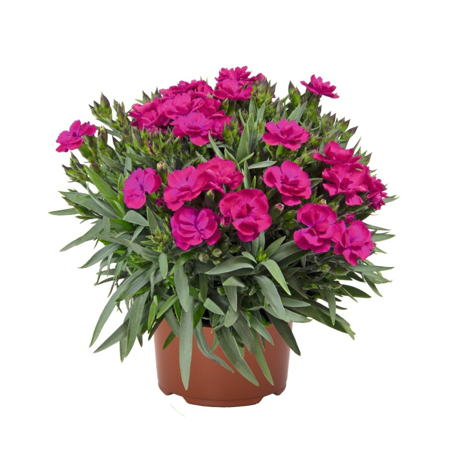 Гвоздика (Dianthus chinensis) Coronet