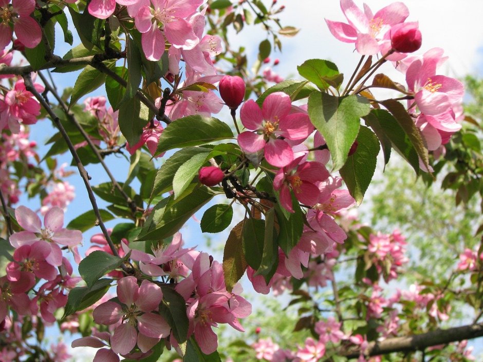 Плодовое дерево с розовыми цветами