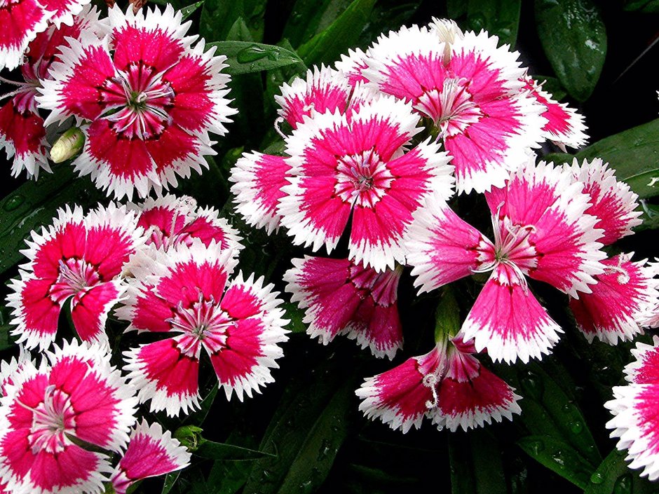 Гвоздика (Dianthus chinensis) Coronet